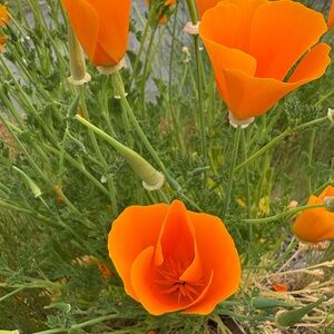 Meet your Posher, Ann